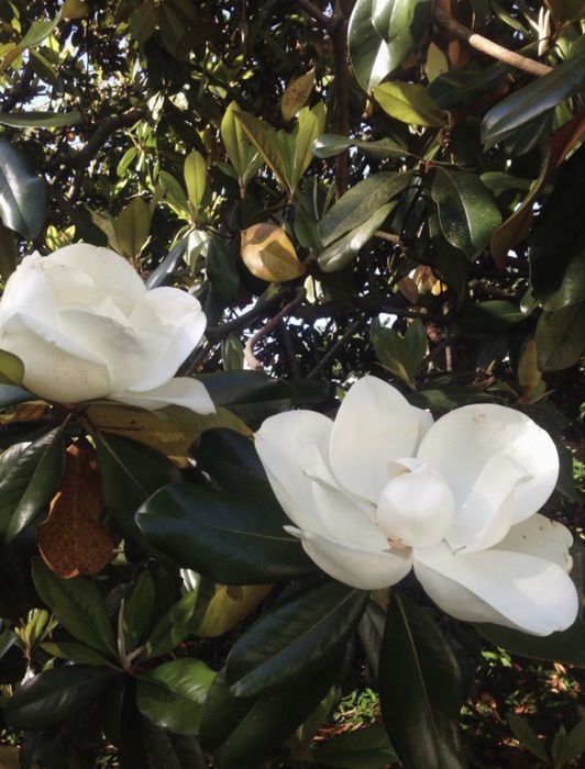 Вечнозелёная элитная магнолия — Magnolia Grandiflora (Italia) своя