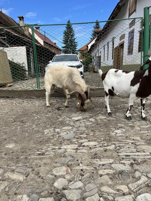 Tap  Boer  deosebit de frumos
