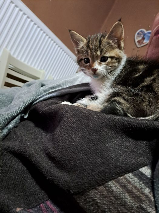 отдам даром в хорошие руки