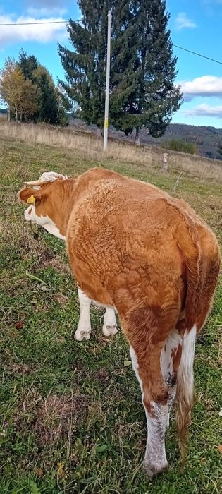 Vând junincă bălțată de 2 ani, gestantă de 4 luni