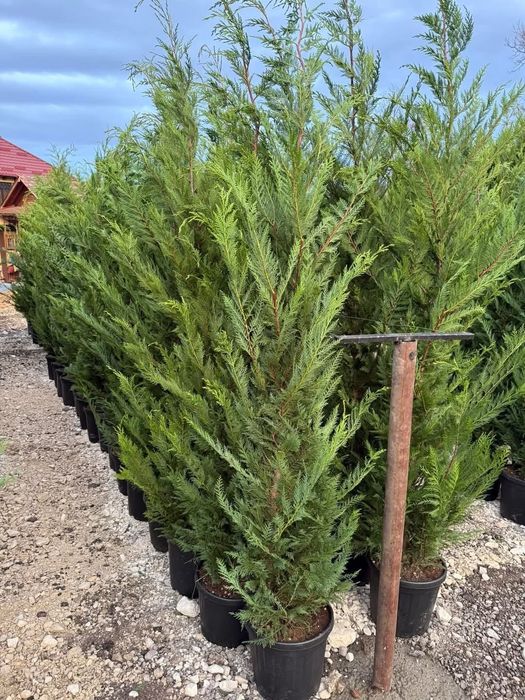 Chiparos Cupressocyparis Leylandii ( gard viu vesnic verde