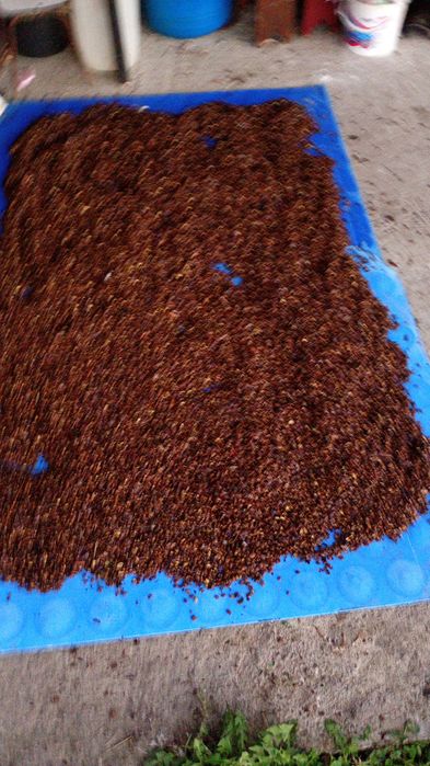 Sămânța de glădiță