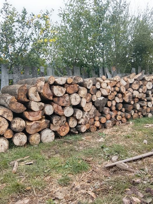 Vând lemne bune de fag transport la domiciliu