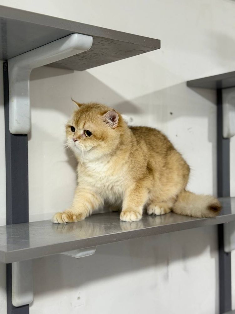 Золатой шиншила кот
