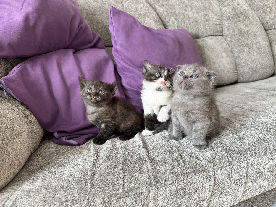 Котятки скоттиш фолд и страйт