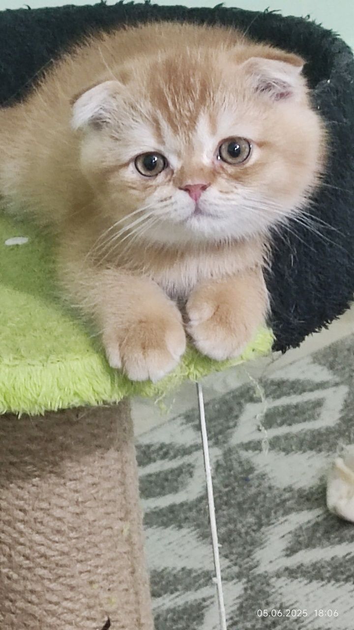Котенок скотиш фолд