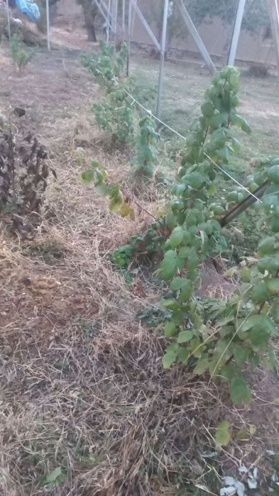 Малина кучати бор 300тача