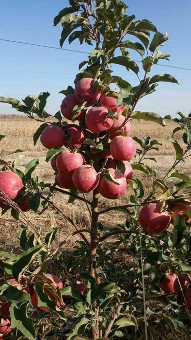 Кўчат Шредерники