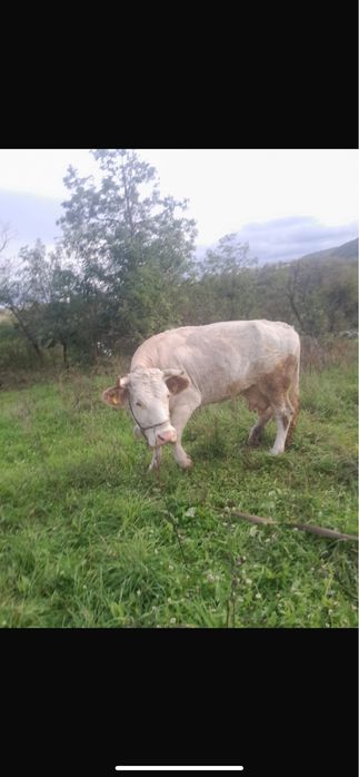 Vand vaca de tinut , buna de lapte de 6 ani