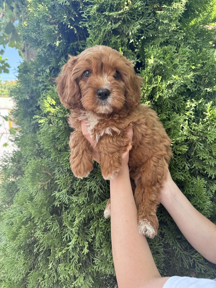 Кавапу/Cavapoo/мъжко и женско