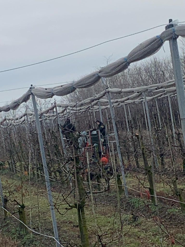 Executam toaletări de pomi fructiferi