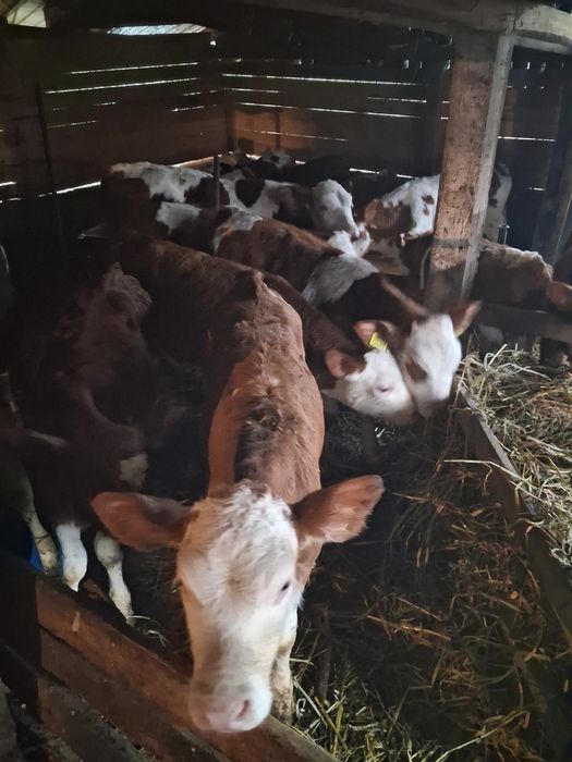 Vitei încărcați .