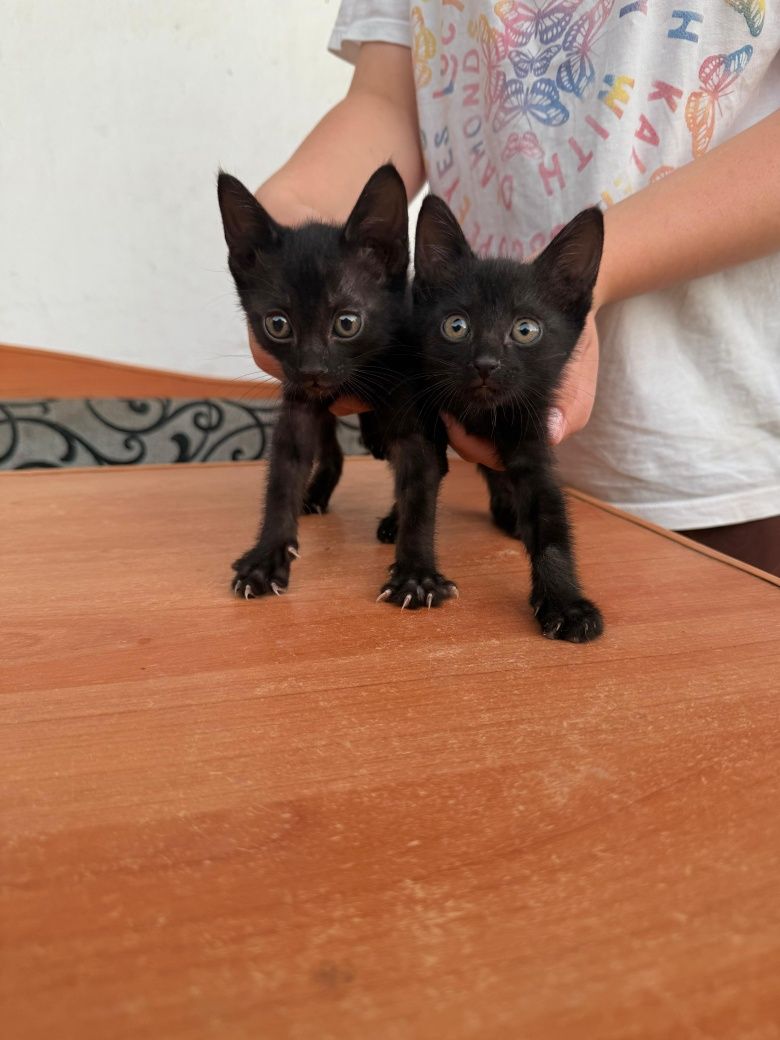 Котята, 1,5 месяца