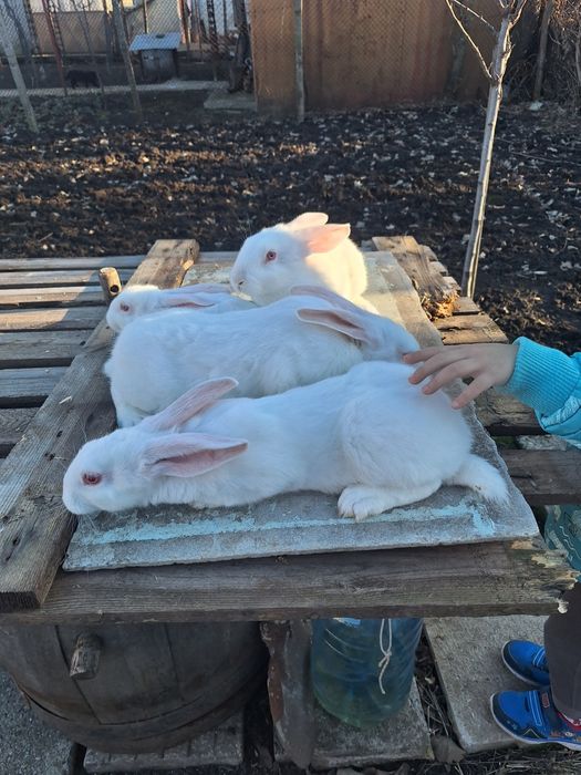 Продавам зайци Цика