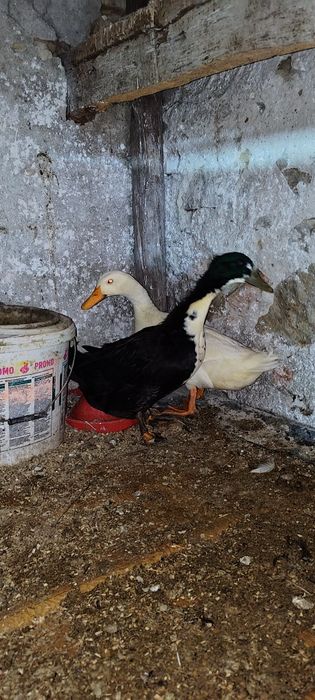 Schimb rățoi pe rațe