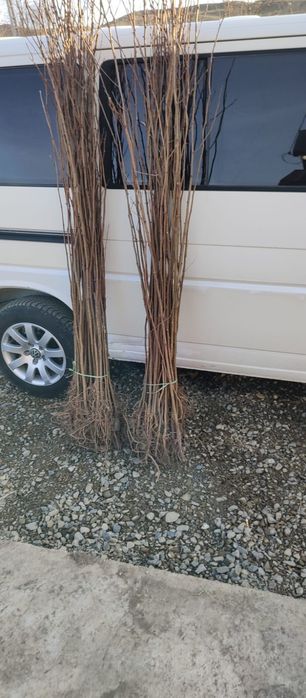 Puieți salcâm frasin tei fag carpen stejar mesteacăn plop brad molid