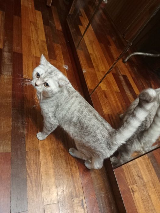 Шотландцы коты и кошки