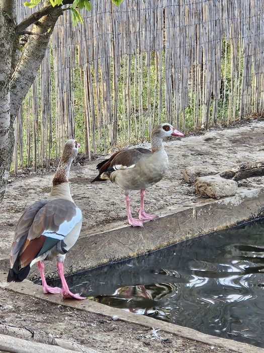 Vand sau schimb o pereche de Gâște egiptene/de nil