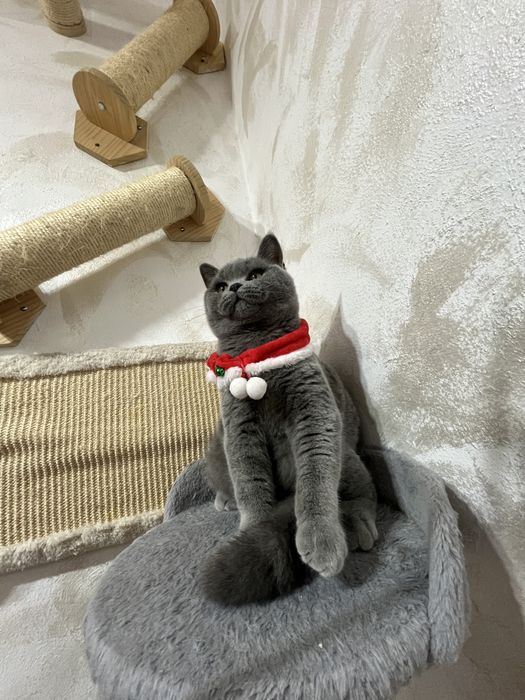 British shorthair blue baietel 5 luni