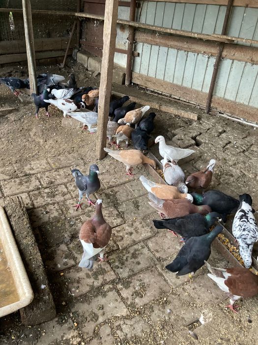 Porumbei germani de vânzare