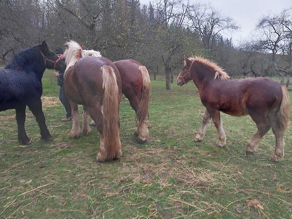 Manz de vanzare de 7 luni