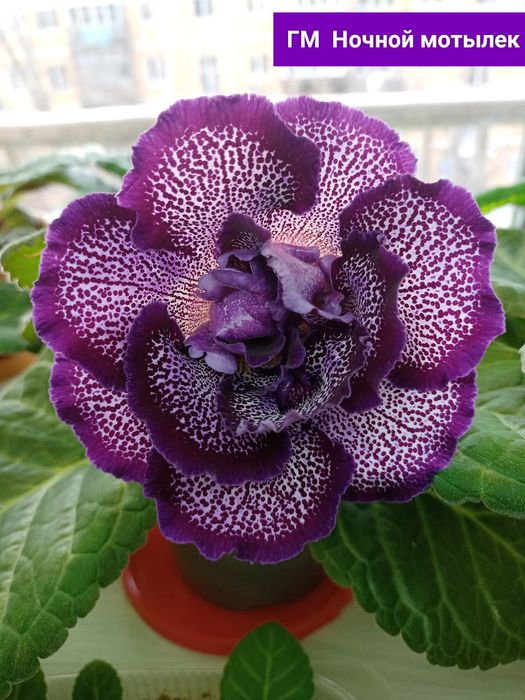 Продам глоксинии .