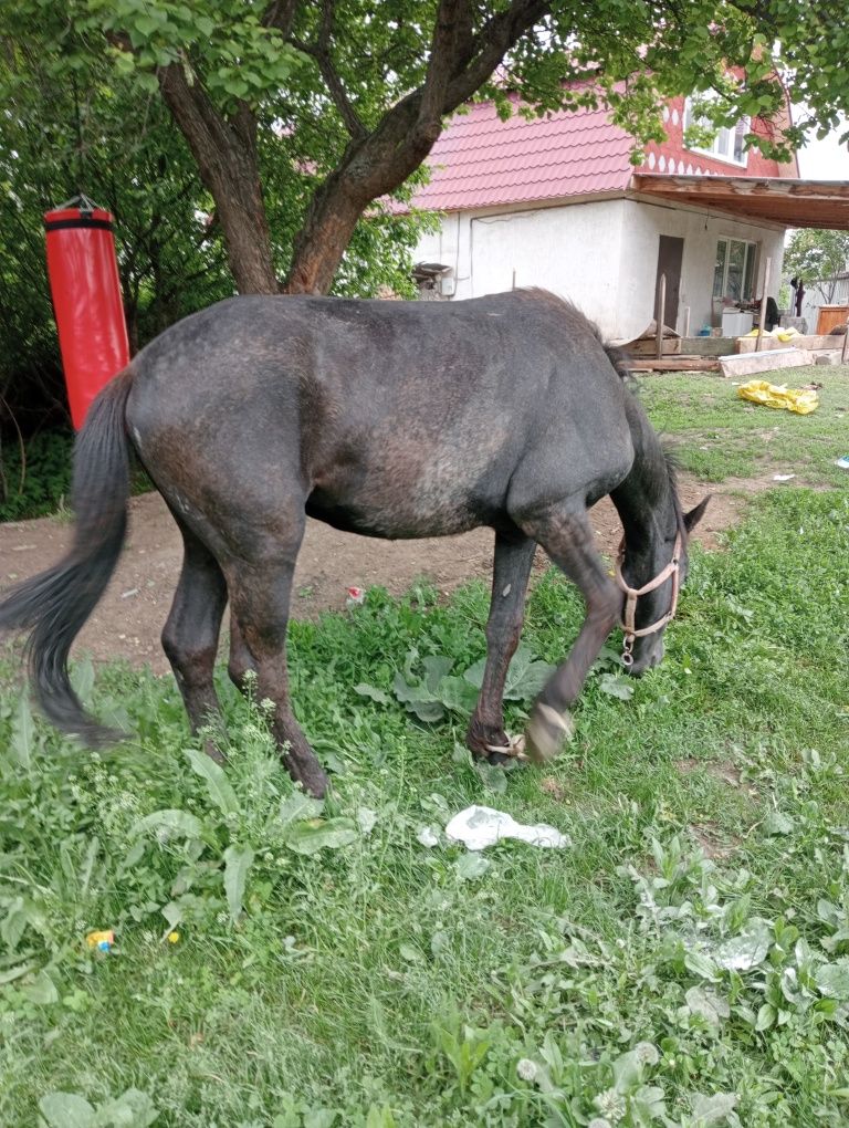 Құнан және Пішпе ат сатылады