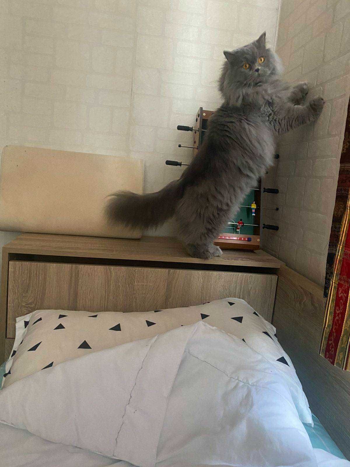 Британска дългокосместа мъжка котка
