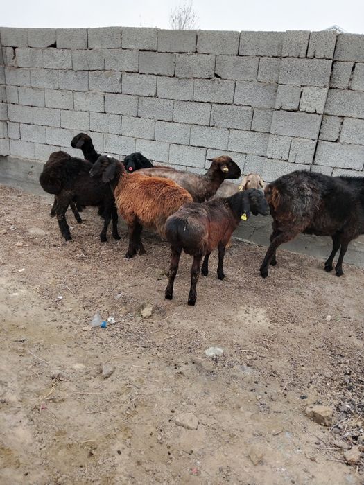 Бордақы тоқтылар 8-бас