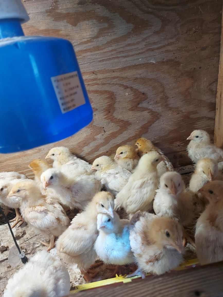 Инкубация  яиц кур, гусей, уток и другой птицы.