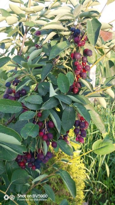 vand afin canadian saskatoon soiul smokey de 3 ani cu fructificare