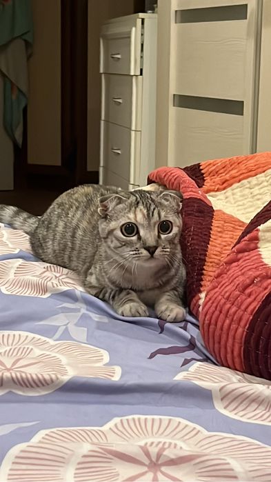 Продам котенка веслоухая 6мес трехцветная красавица