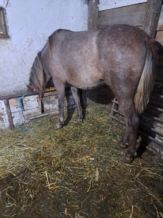 Vind un minz 2 ani jumate și o minza 10 luni.