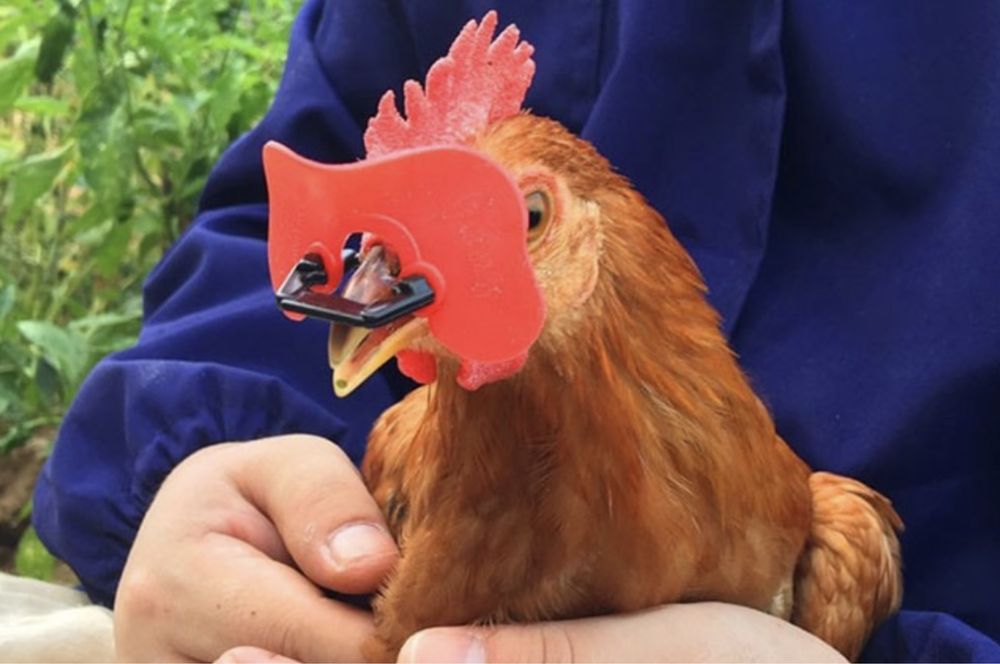 Очки для фазанов  и кур Павлинов