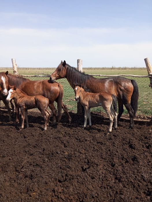Продам кобылу с жеребенком