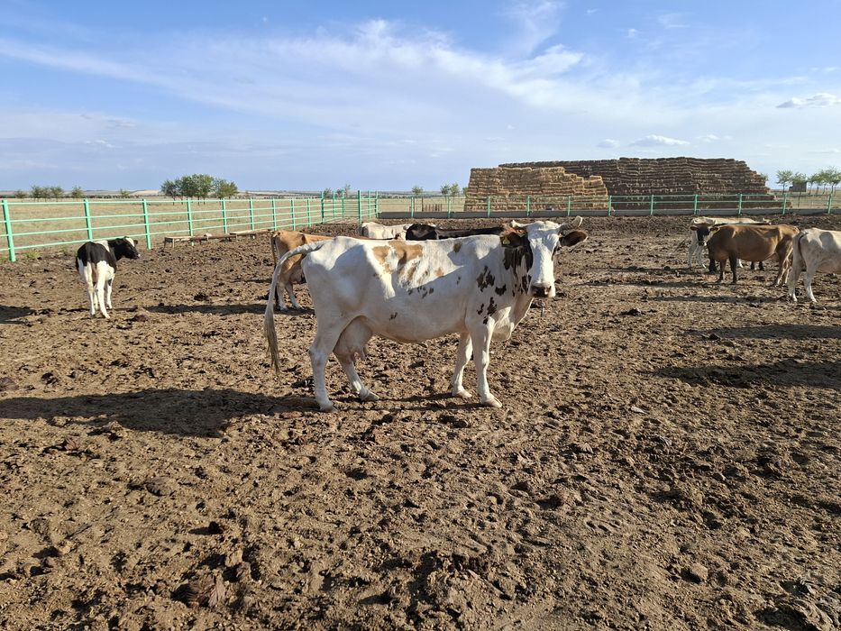 Продам дойных коров 28 голов