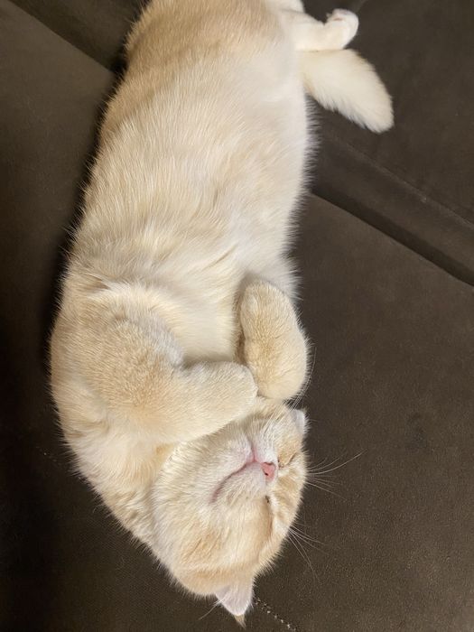 Шотланска клепоуха котка