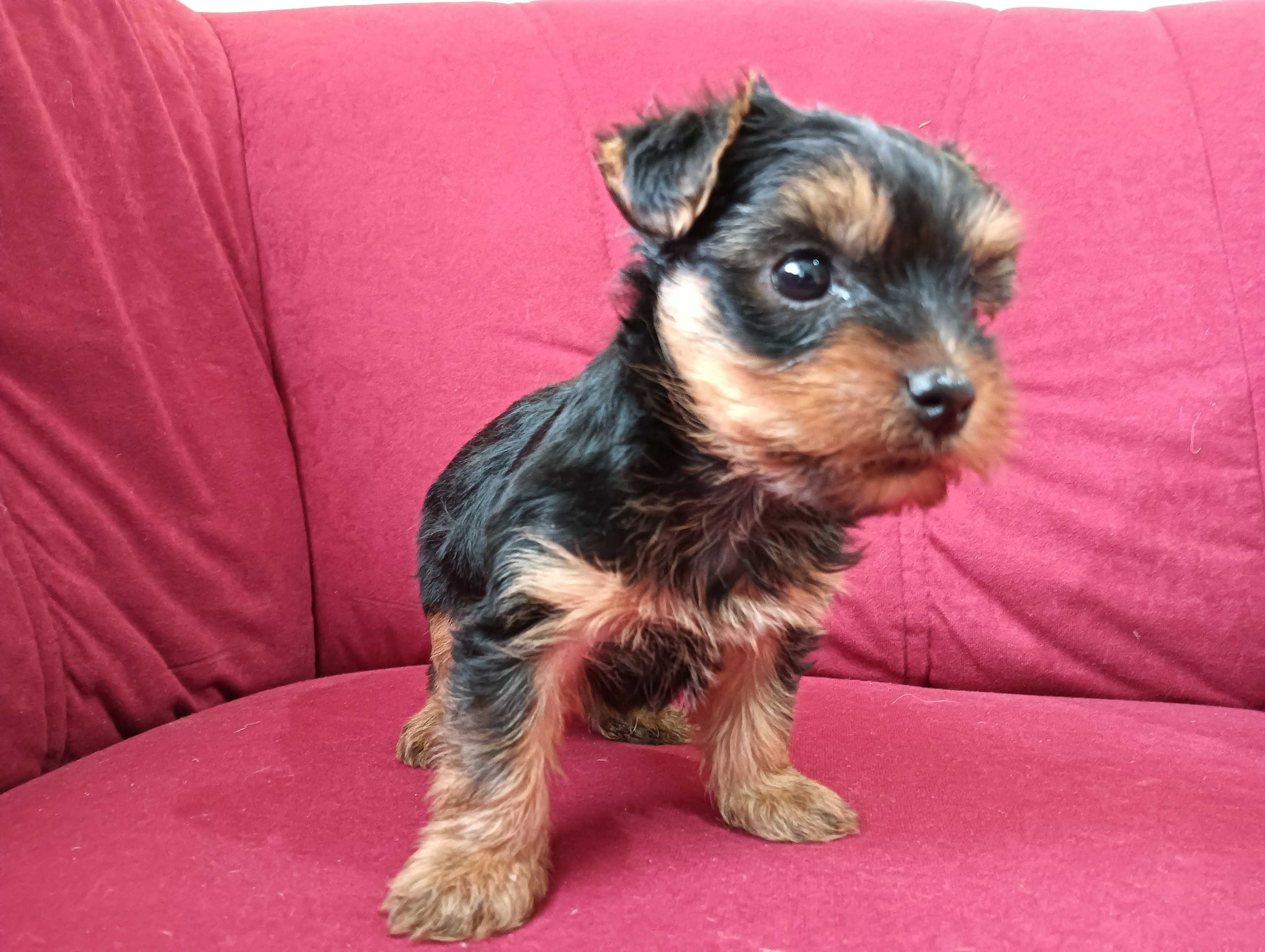 Yorkshire terrier