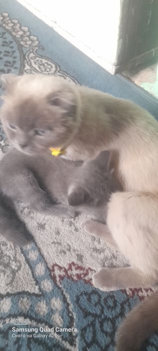 Mushuk sotiladi ona bola bolasi 3 oylik sog'lom duxtir utkazilgan onas