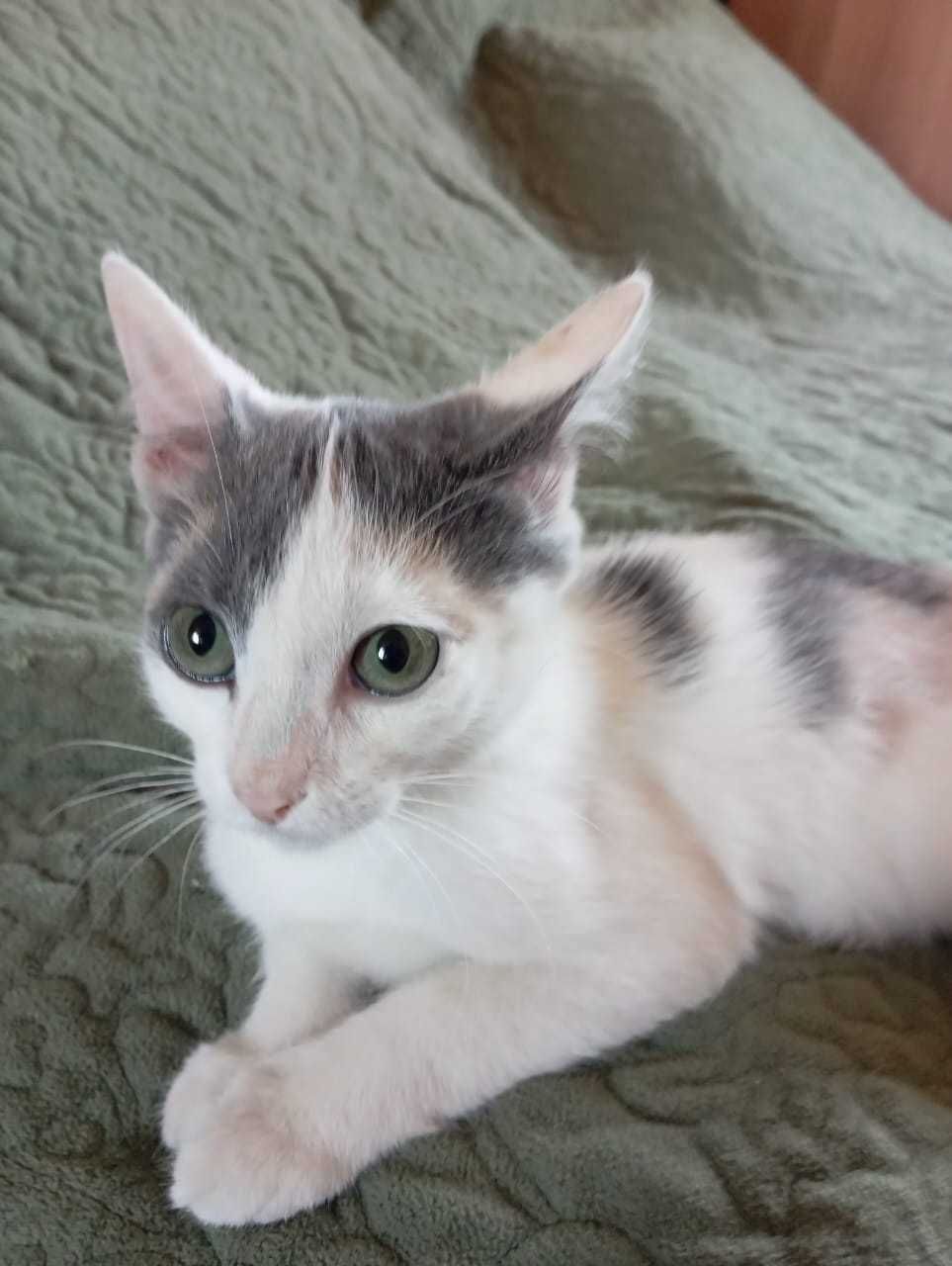 Котенок в новую семью