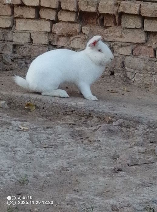 Quyon sotiladi erkak