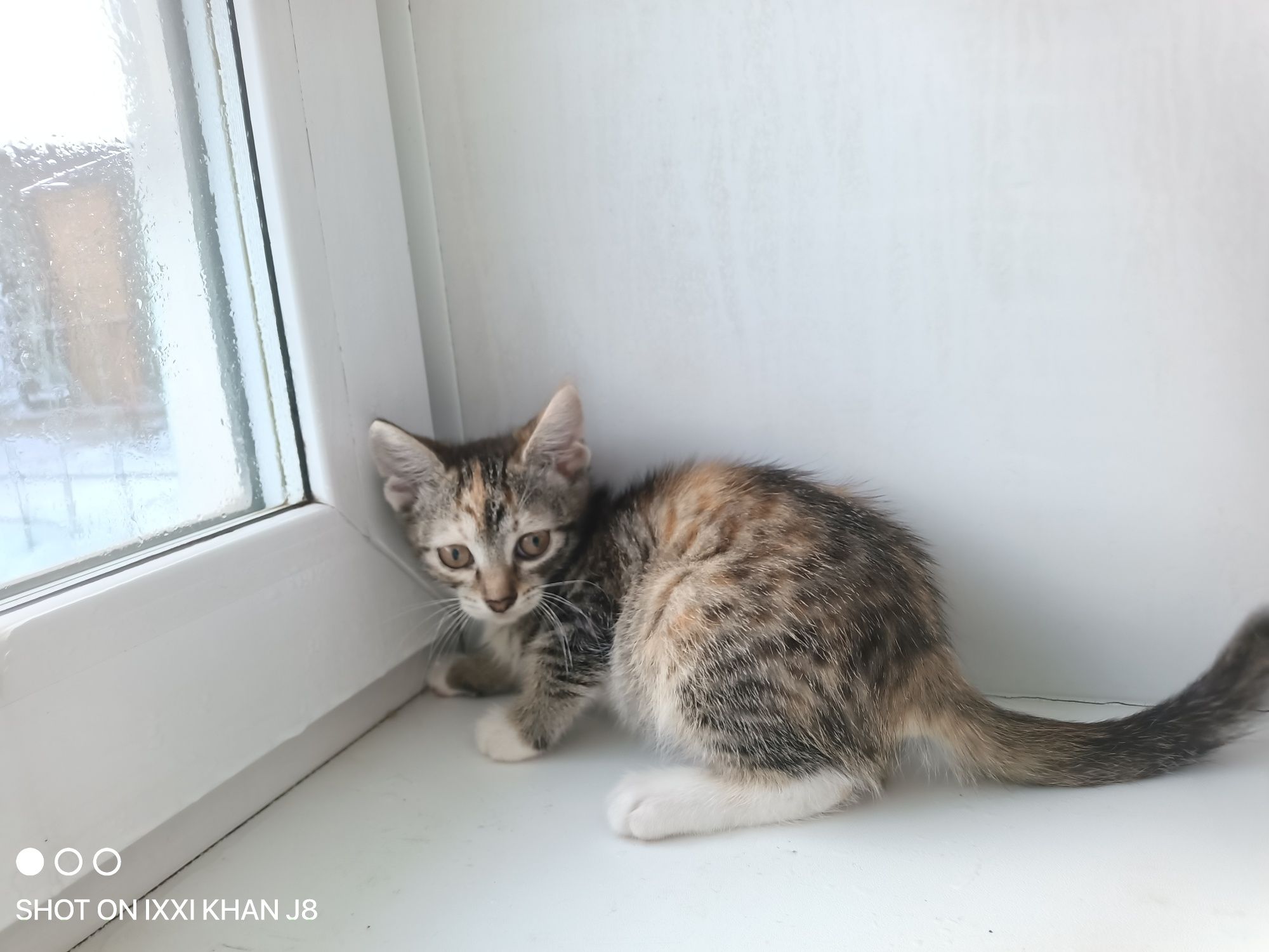 Отдаем котят в хорошие руки
