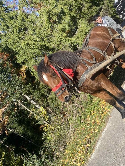 Vând mânz de 2 ani garantat la ham și castrat