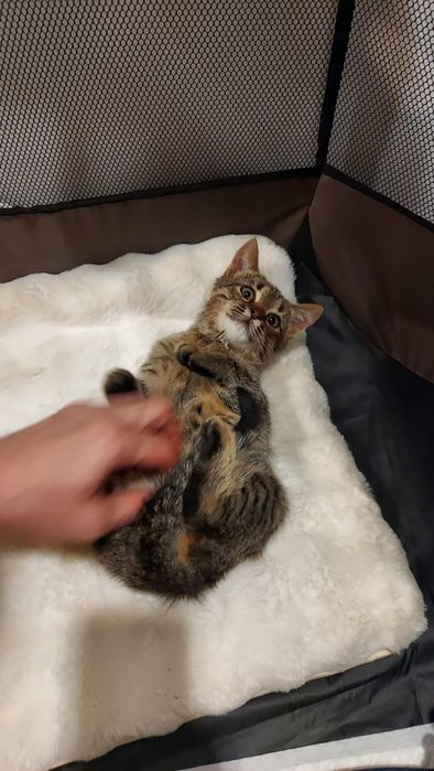 Pui de pisica spre adoptie blanda jucausa  Bucuresti