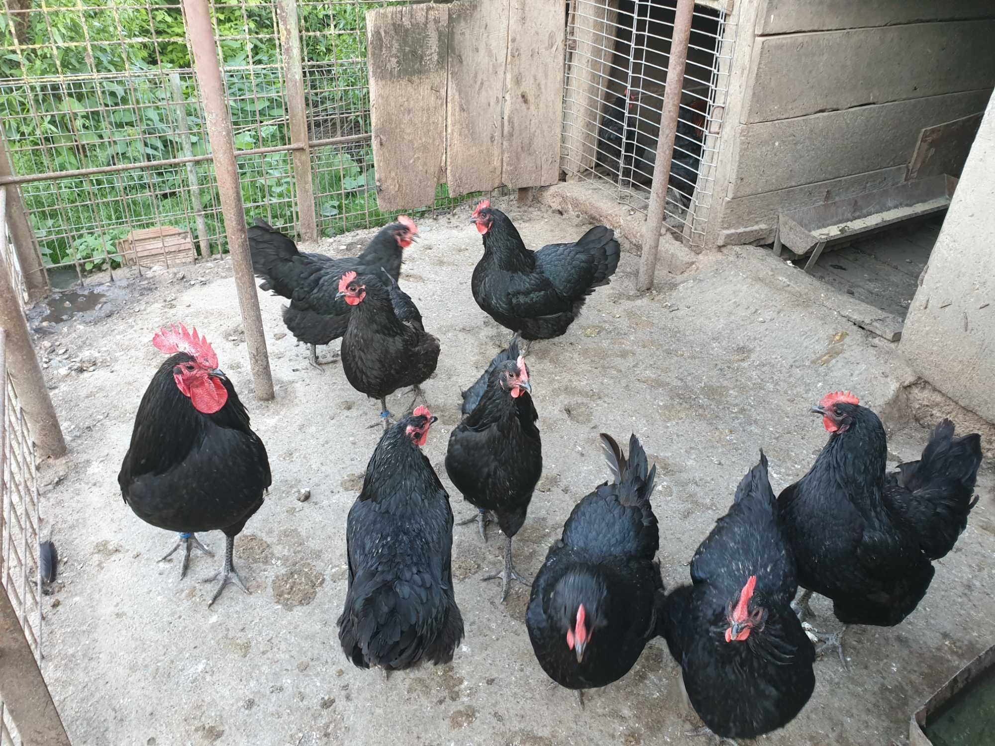 Gaini si cocoși de rasă Australorp negru