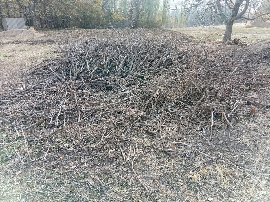 Деревья в доме бесплатны.