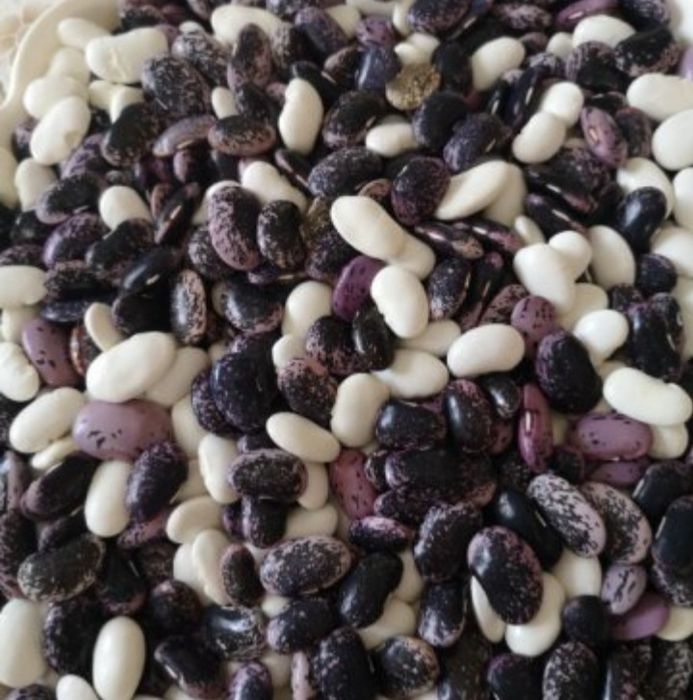 Смолянски фасул реколта 2025