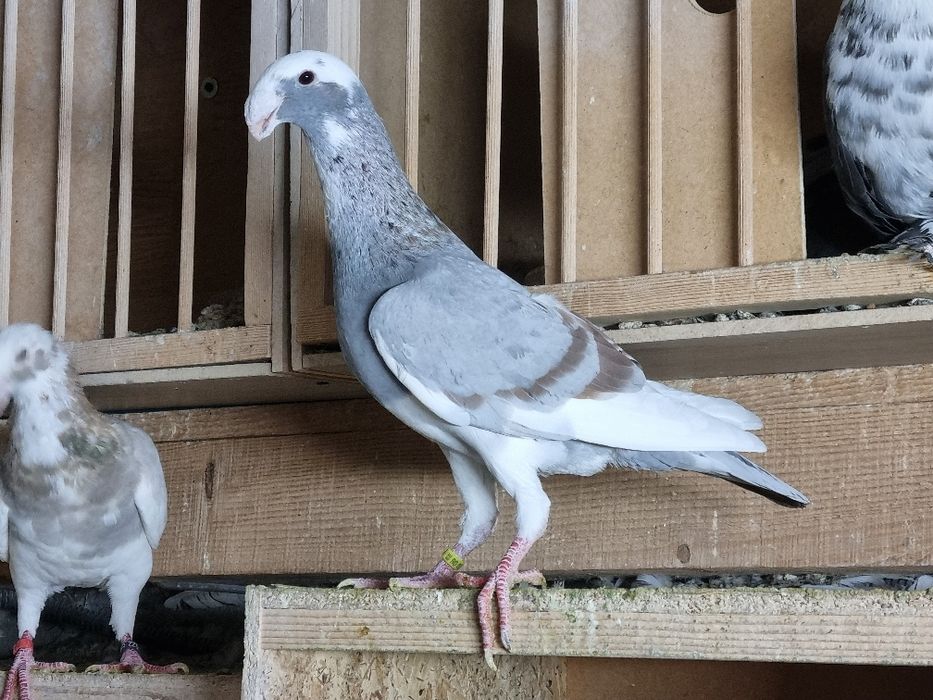 Germani de frumusete!