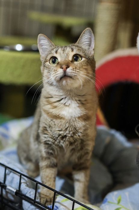 Молоденькая стерильная привитая кошечка с паспортом и доставкой