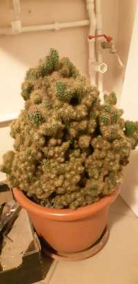 Vand cactus  ghiveci